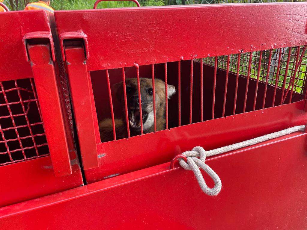 guara 2 Corpo de Bombeiros Militar resgata lobo-guará em Carmo de Minas