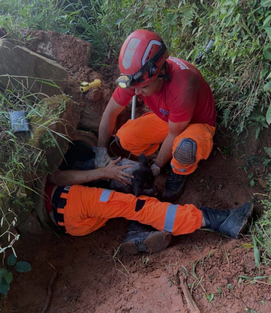 Bombeiros de São Lourenço resgatam cadela em situação de risco 1 WhatsApp Image 2022 04 04 at 20.58.37 1 Bombeiros de São Lourenço resgatam cadela em situação de risco