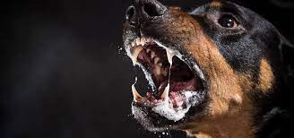download 3 Casos de raiva em Minas Gerais, você já vacinou seu animal?