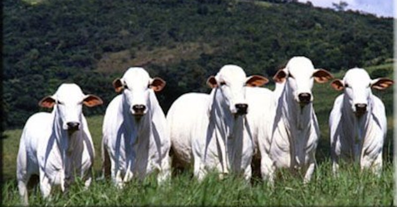 boi Valor da arroba do boi gordo se mantém firme apesar do período seco 