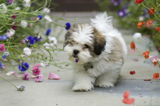 cachorro plantas jardim 168741 1 Plantas tóxicas para cães