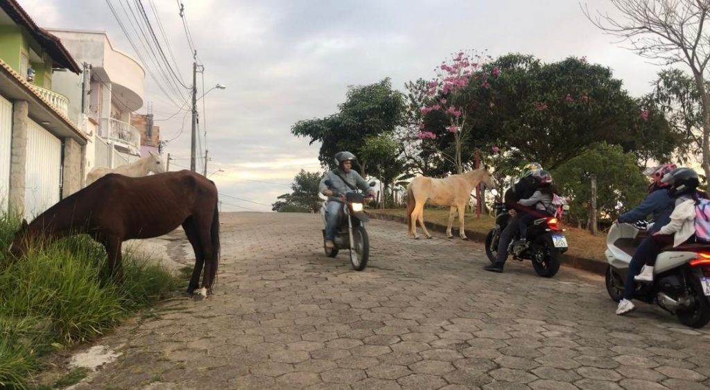 cavalos 1 Esse absurdo tem que acabar! Animais soltos em São Lourenço