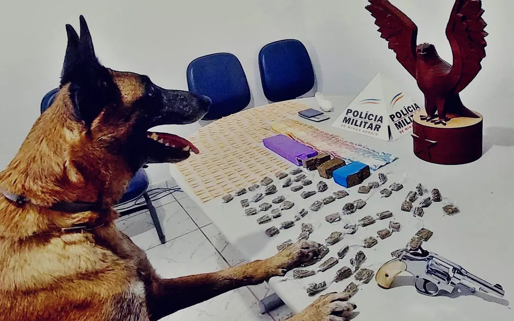 eva 'Eva', a cachorra da PM de Pouso Alegre que se destaca em operações em MG