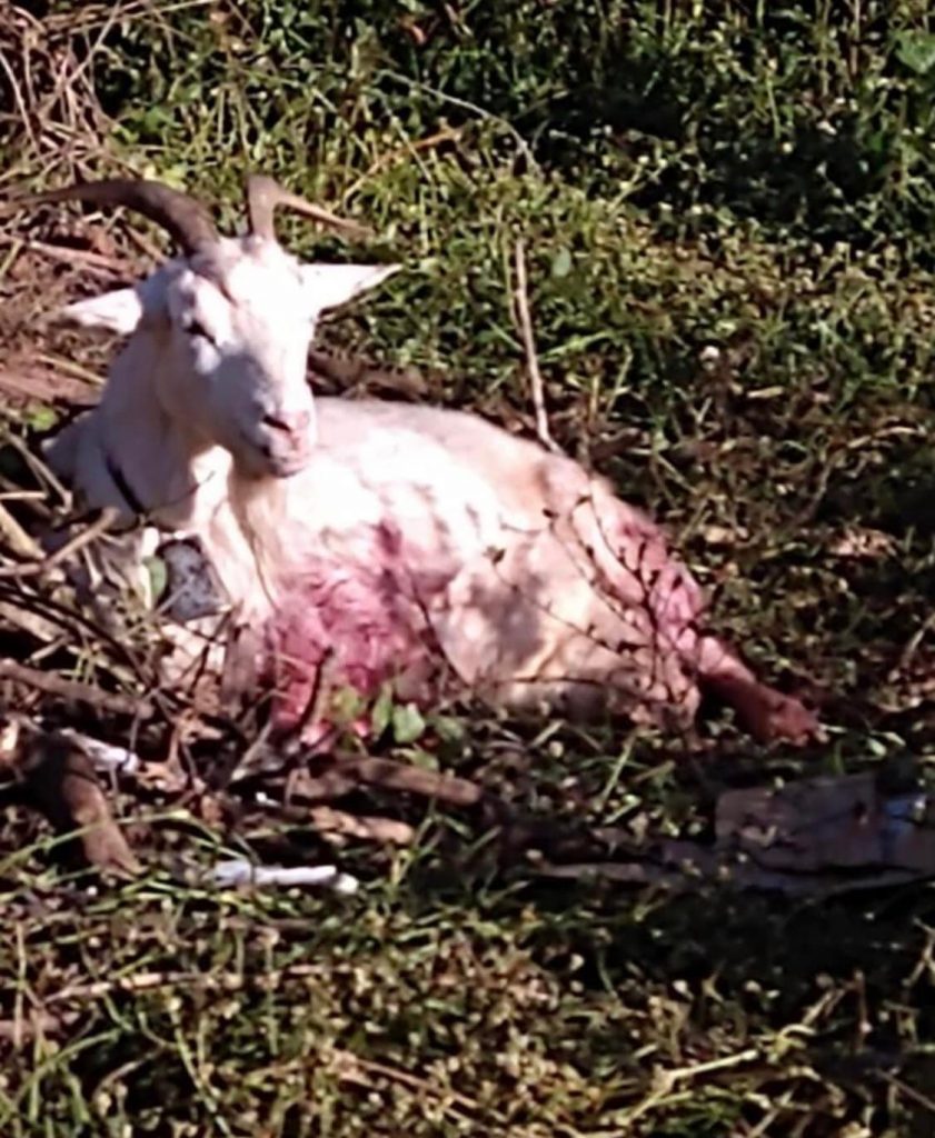 cabra 1 Protetoras de animais de SL resgatam cabras que sofriam maus tratos
