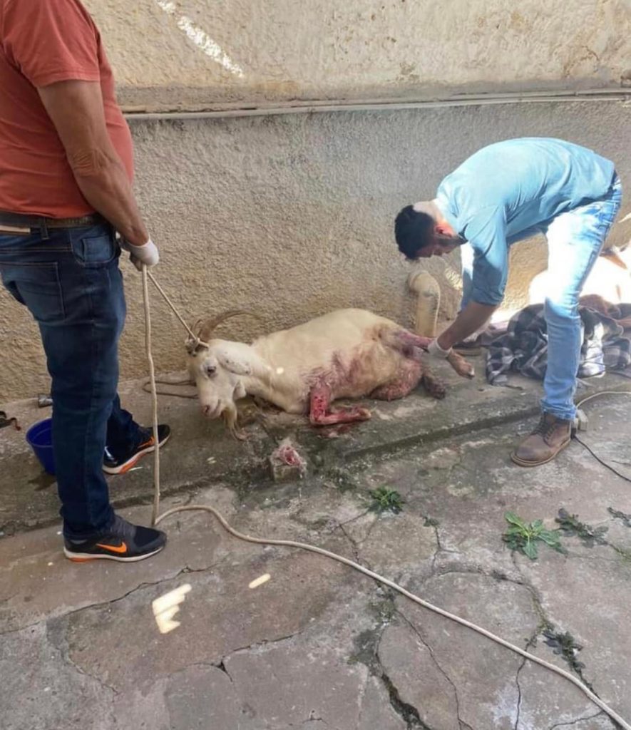 cabra 2 Protetoras de animais de SL resgatam cabras que sofriam maus tratos