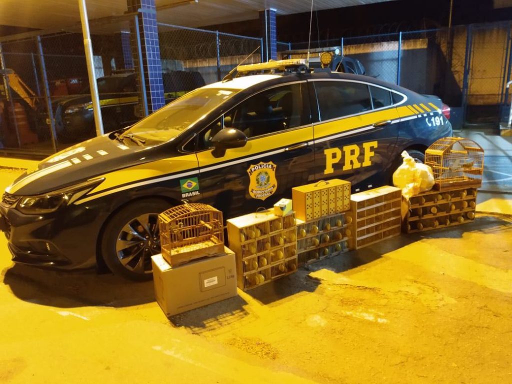 passaros 1 215 pássaros apreendidos são libertados em Pouso Alto