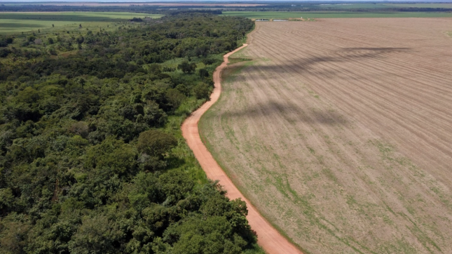 soja Cultivo de soja no Brasil avança em áreas de desmatamento