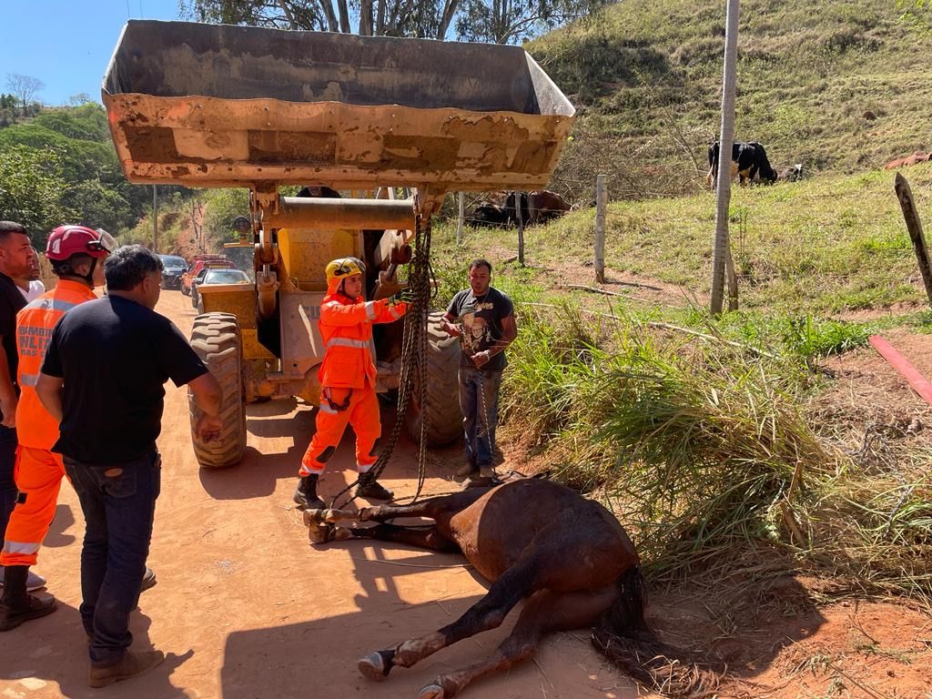 d0ea240c decd 4e9c 8ffb c00a5755dabc Bombeiros salvam cavalo em Pouso Alto, MG