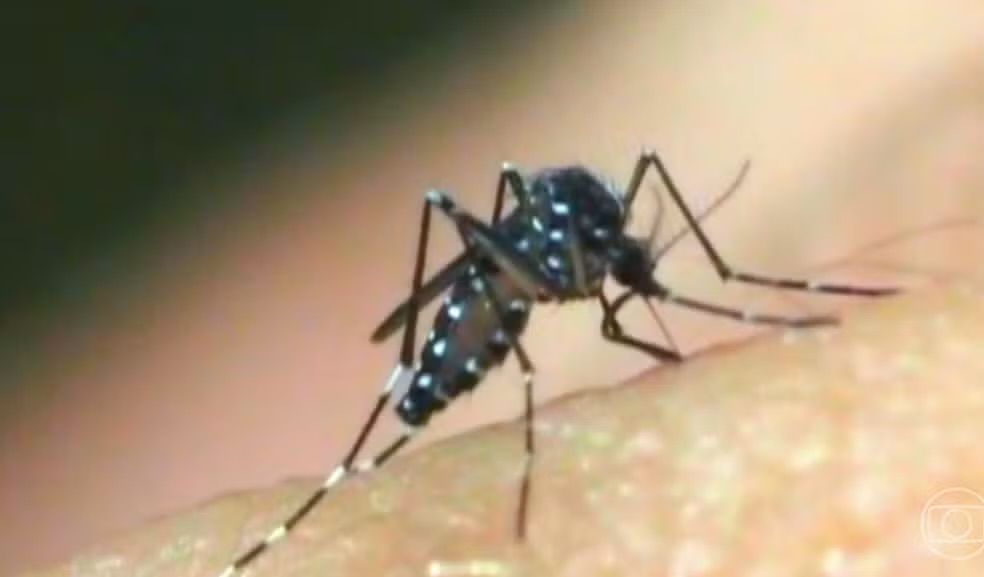 IMG 5205 Sul de Minas tem 18 mil casos confirmados de dengue