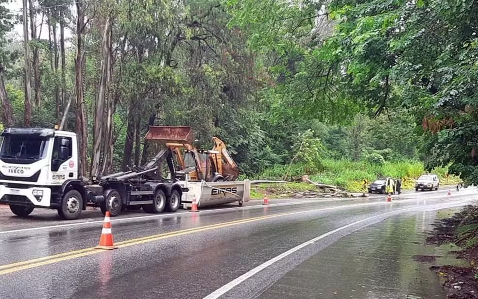 IMG 5519 Árvore cai sobre a BR-459 durante a chuva próximo a Piranguinho; ninguém ficou ferido