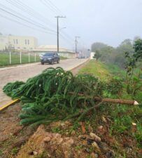 Imagem do WhatsApp de 2025 06 17 as 18.34.40 bb37c534 Crime ambiental: araucárias plantadas recentemente são cortadas em São Lourenço