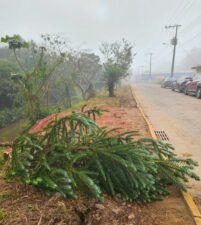 Imagem do WhatsApp de 2025 06 17 as 18.34.51 c58d7e15 Crime ambiental: araucárias plantadas recentemente são cortadas em São Lourenço
