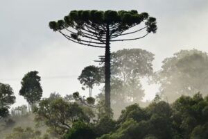 Sem titulo 1 Muito comum nas áreas de serra do Sul de Minas, pinhão traz benefícios à saúde