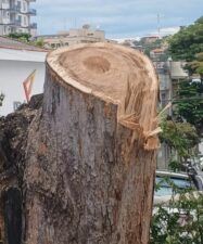 Entidades ambientais questionam podas e cortes de árvores em São Lourenço 2 WhatsApp Image 2026 03 31 at 08.34.43 Entidades ambientais questionam podas e cortes de árvores em São Lourenço