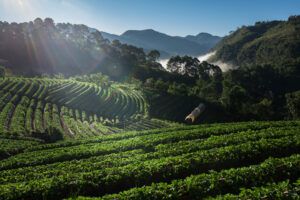 São Lourenço Jornal - Noticias da região do Sul de Minas 6 strawberry farm field mountain São Lourenço Jornal - Noticias da região do Sul de Minas