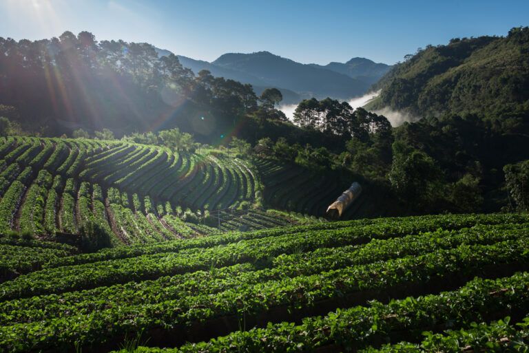 São Lourenço Jornal - Noticias da região do Sul de Minas 8 strawberry farm field mountain São Lourenço Jornal - Noticias da região do Sul de Minas