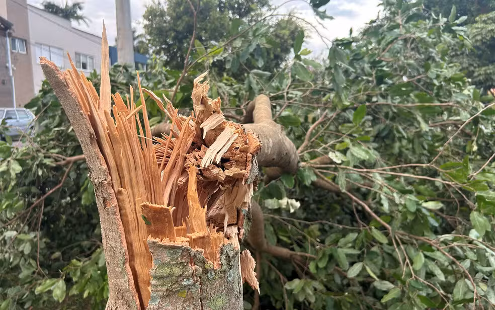 Temporal causa falta de energia, queda de árvores e bloqueios em ruas de Varginha 2 arvore caida varginha Temporal causa falta de energia, queda de árvores e bloqueios em ruas de Varginha